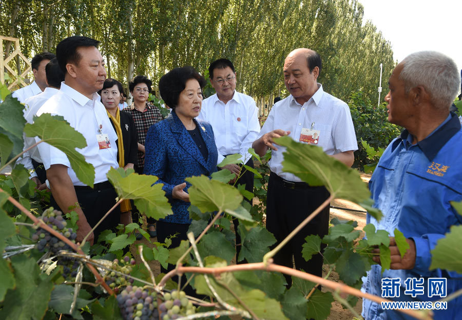 8月9日，中共中央政治局委員、中央統(tǒng)戰(zhàn)部部長、中央代表團(tuán)副團(tuán)長孫春蘭率中央代表團(tuán)三分團(tuán)，先后赴內(nèi)蒙古自治區(qū)烏海市、阿拉善盟看望各族干部群眾。這是孫春蘭在烏海市漢森酒業(yè)集團(tuán)的葡萄種植園了解葡萄種植情況。新華社記者 任軍川 攝
