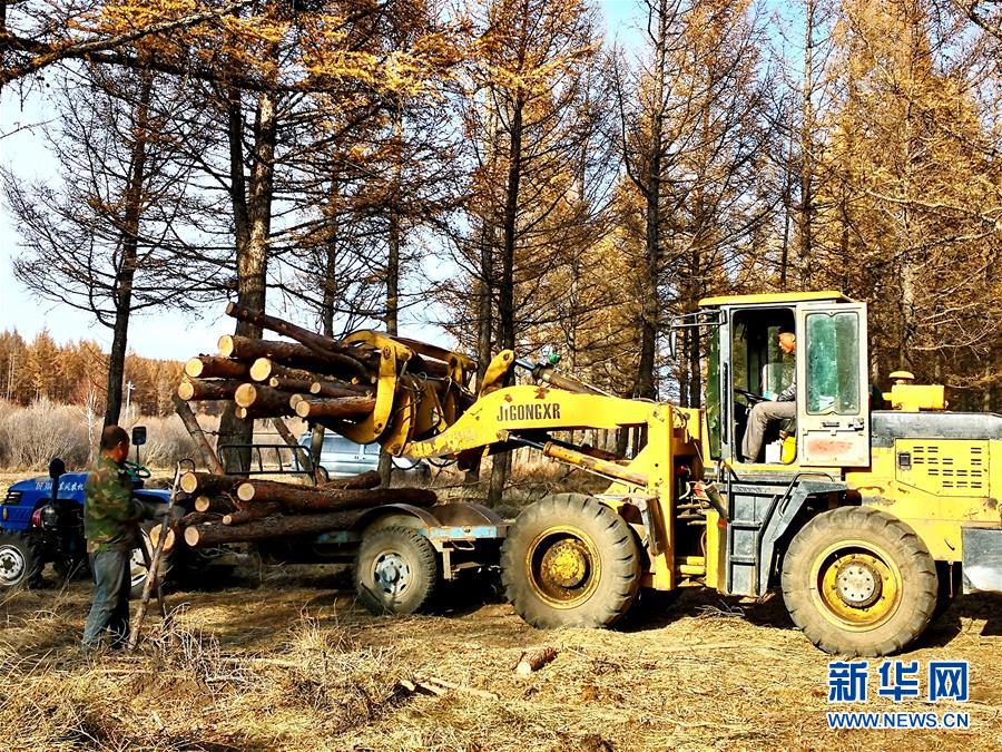 （新華全媒頭條·圖文互動）（7）那一抹綠色，走進越來越多人心里——河北塞罕壩續(xù)寫新時代綠色傳奇