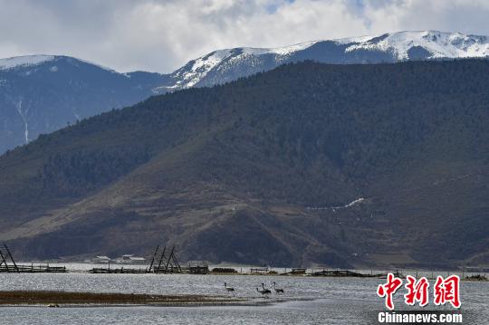 圖為在納帕海濕地棲息的候鳥?！⑷疥?攝