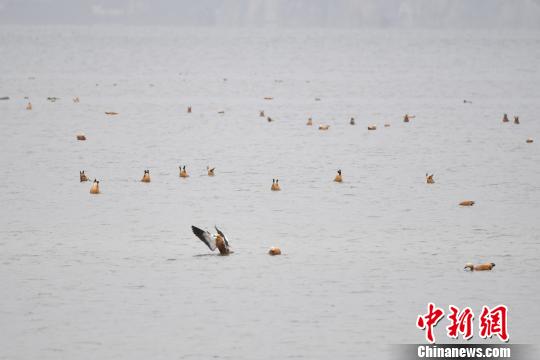 圖為在納帕海濕地棲息的候鳥?！⑷疥?攝