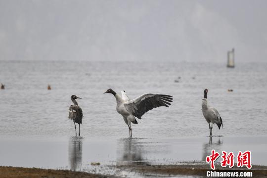 圖為在納帕海濕地棲息的黑頸鶴。　劉冉陽 攝