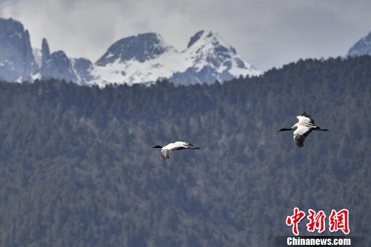 圖為在納帕海濕地上空飛翔的黑頸鶴。　劉冉陽 攝