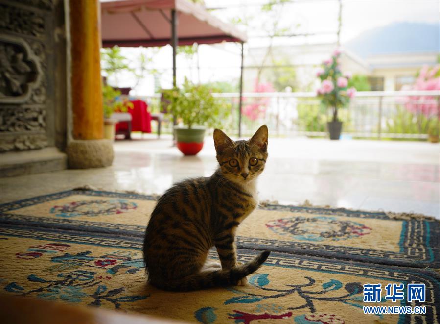 （走向我們的小康生活·決戰(zhàn)決勝脫貧攻堅(jiān)·圖文互動(dòng)）（3）甘青交界處的跨越——保安族、撒拉族的脫貧故事