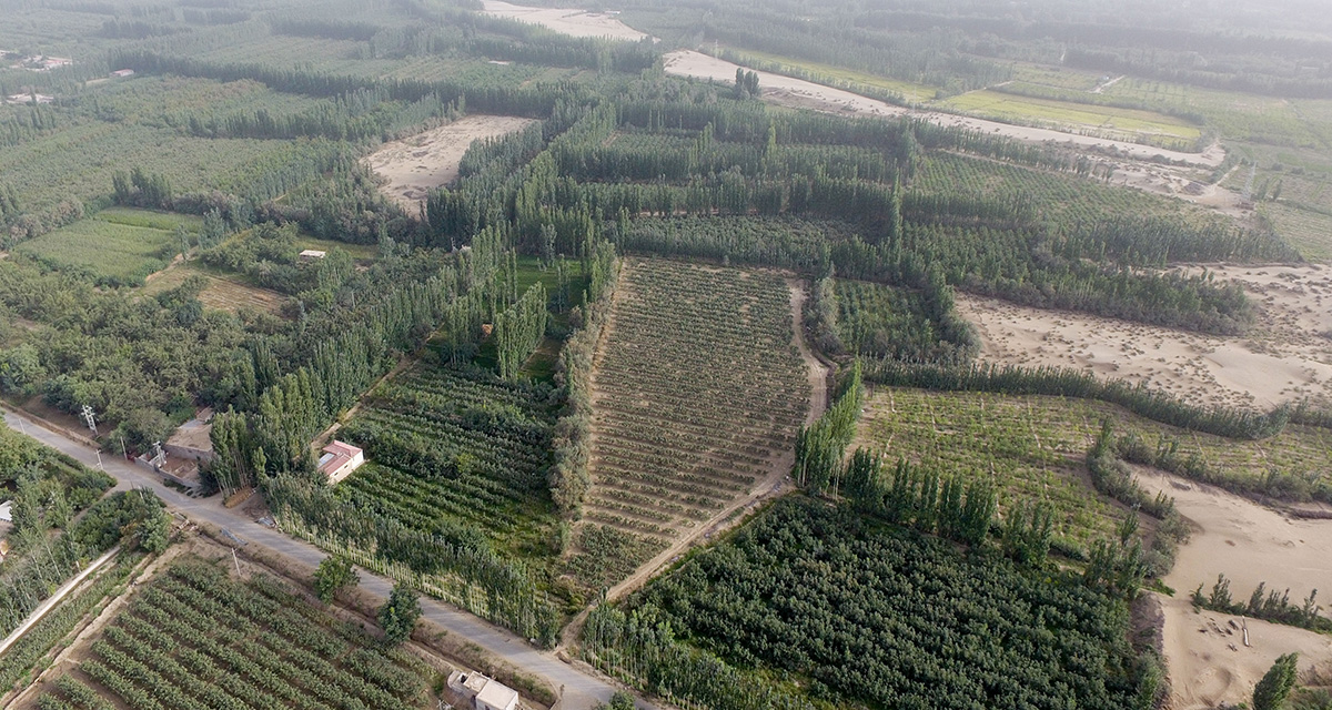 “綠口袋”扎緊了風口，逼退了黃沙——一個南疆沙漠村莊的扶貧觀察