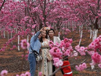 櫻花漫山，一份14年的等待