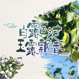 白露已過(guò)，玉露飄香