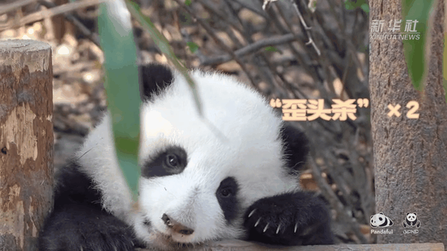 請注意，前方有滾滾發(fā)起近距離“歪頭殺”