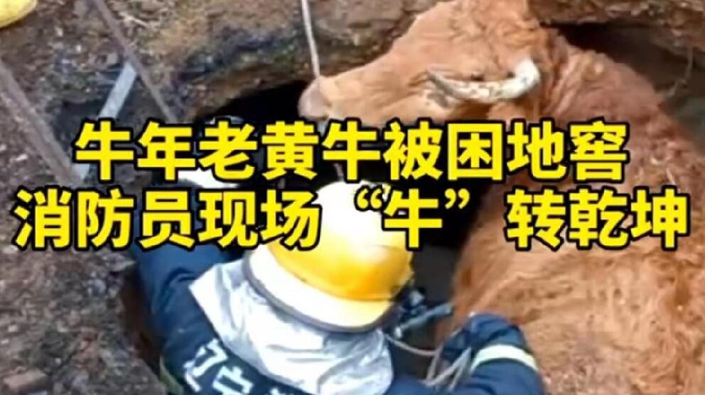 牛年老黃牛被困地窖，消防員現(xiàn)場(chǎng)“牛”轉(zhuǎn)乾坤！