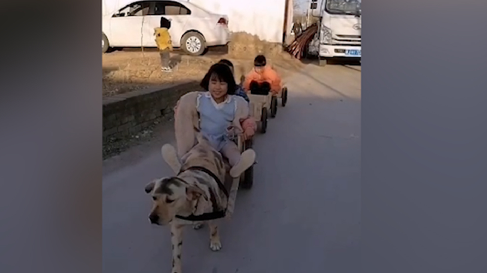 男子給孩子做縮小版小火車(chē)，家里的狗狗做動(dòng)力拉著孩子上學(xué)