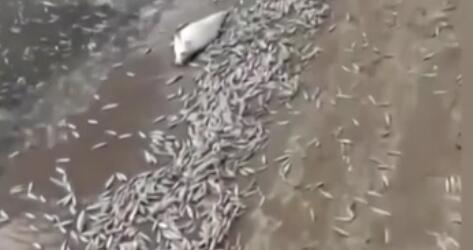 調(diào)查！藍(lán)綠藻暴發(fā) 俄多地魚類大規(guī)模死亡